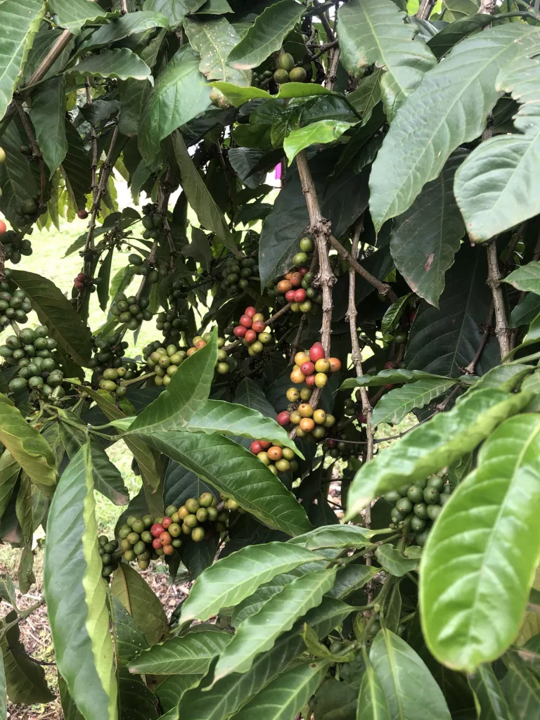 coffea canephora plant