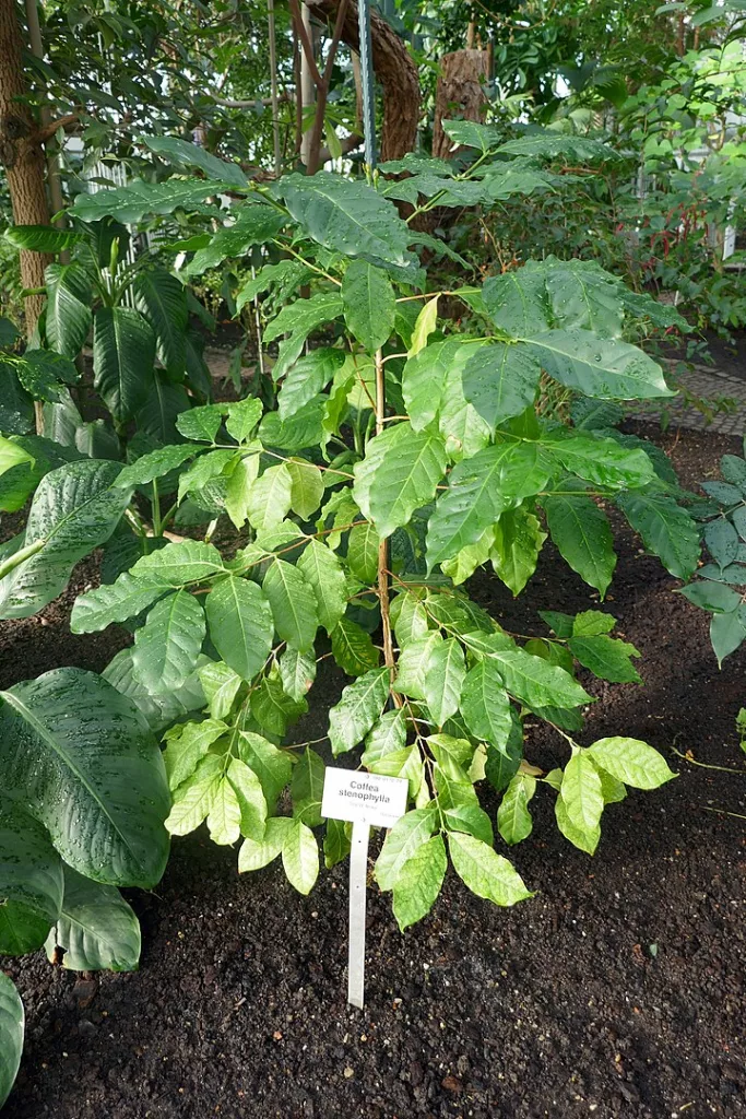 A coffea stenophylla plant