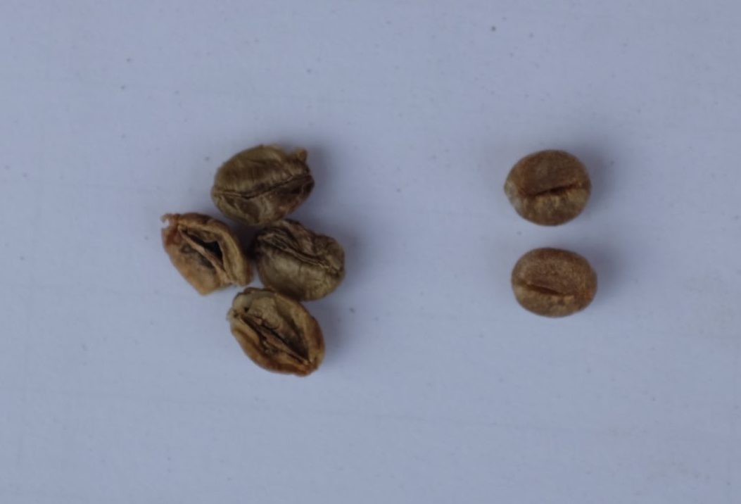 Coffee beans affected by drought