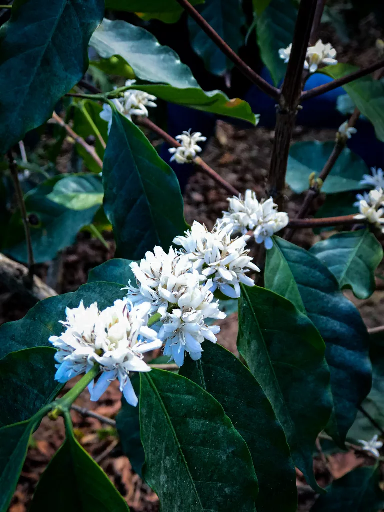 A photo of a flowering Timor-Hybrid coffee plant