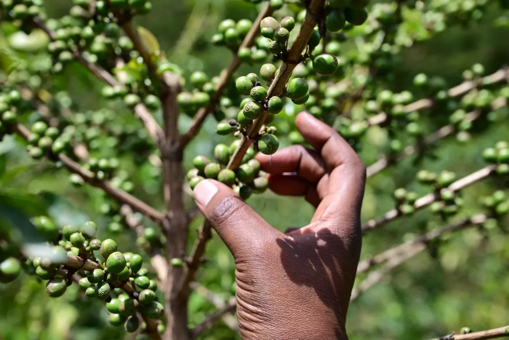 Hand grabbing coffea arabica
