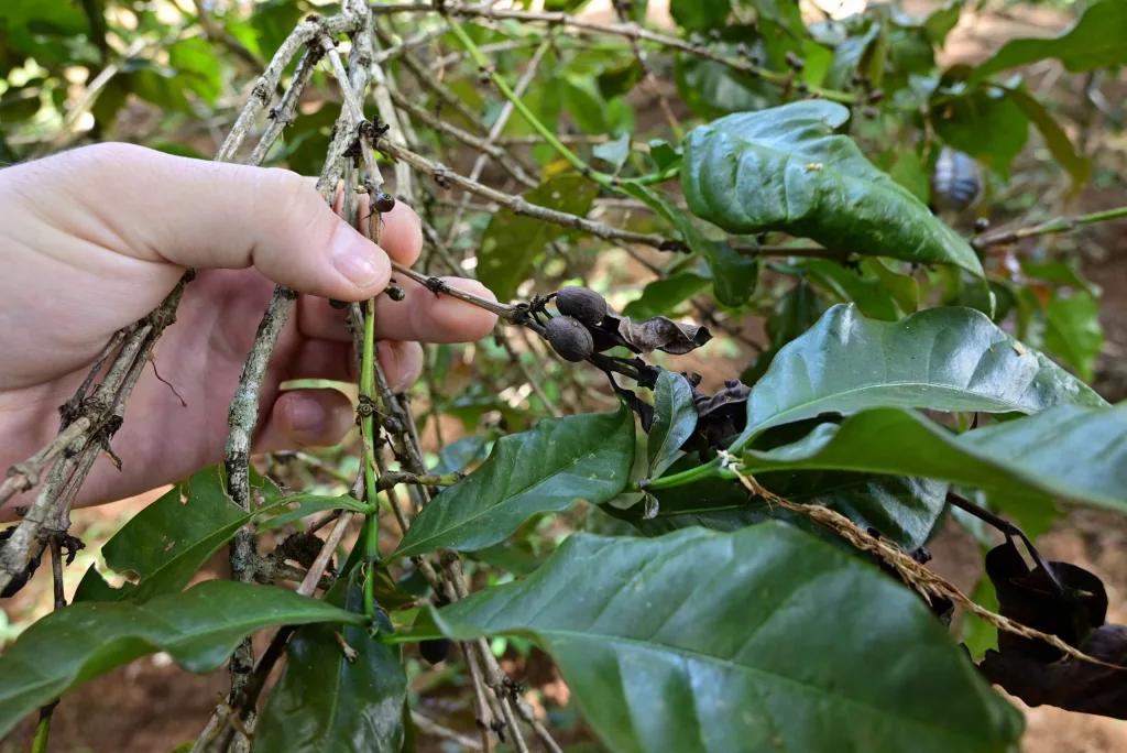 Hand and brown coffee beans on coffee plant