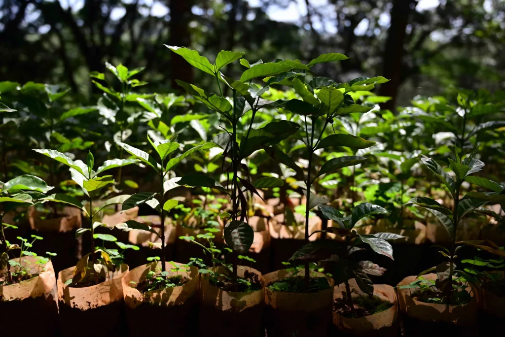 Photo of a coffee nursery; numerous seedlings, i.e. young coffee plants